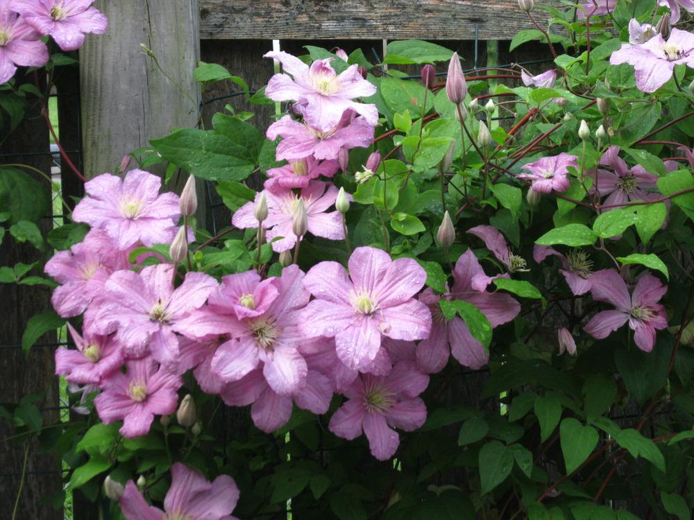 Photo of Clematis 'Comtesse de Bouchaud' uploaded by Carolyn22