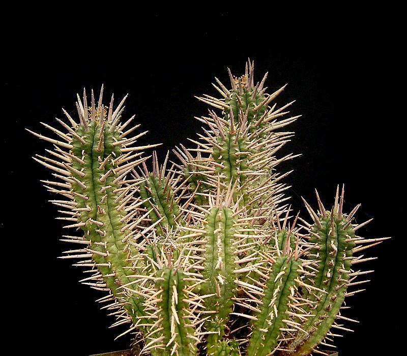 Photo of Euphorbia (Euphorbia ferox) uploaded by SongofJoy