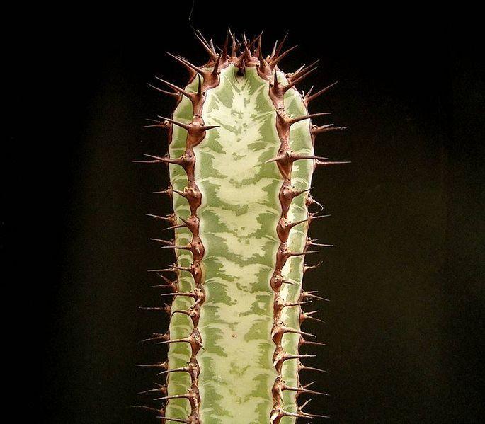 Photo of Confinalis (Euphorbia confinalis subsp. rhodesica) uploaded by SongofJoy
