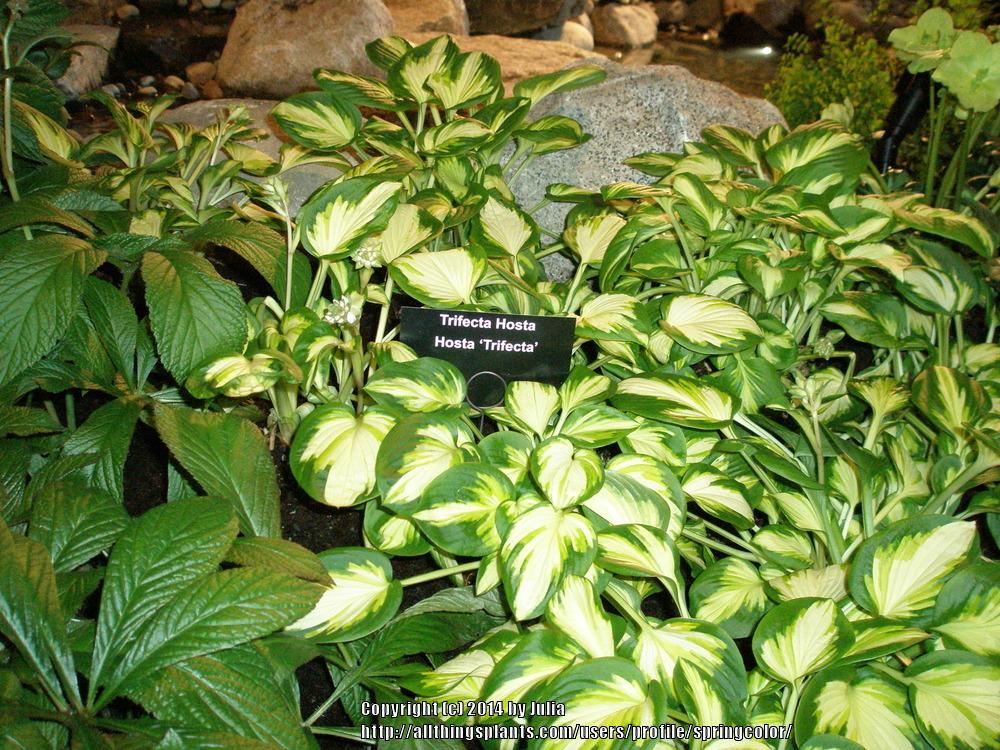 Photo of Hosta 'Trifecta' uploaded by springcolor