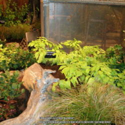 Location: Seattle Flower and Garden Show 2014
Date: 2014-02-07