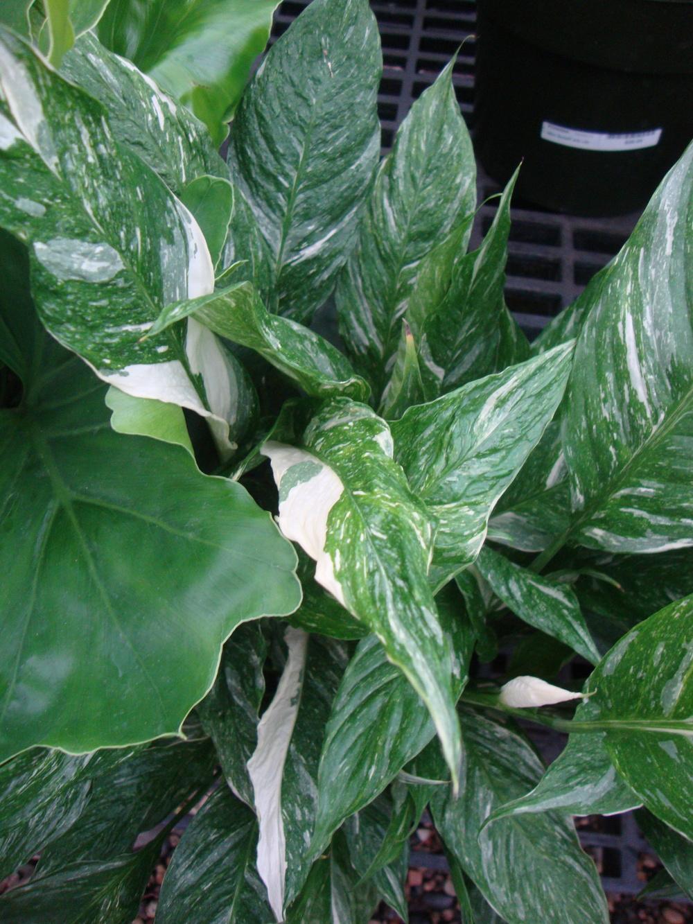Photo of Peace Lily (Spathiphyllum 'Domino') uploaded by Paul2032