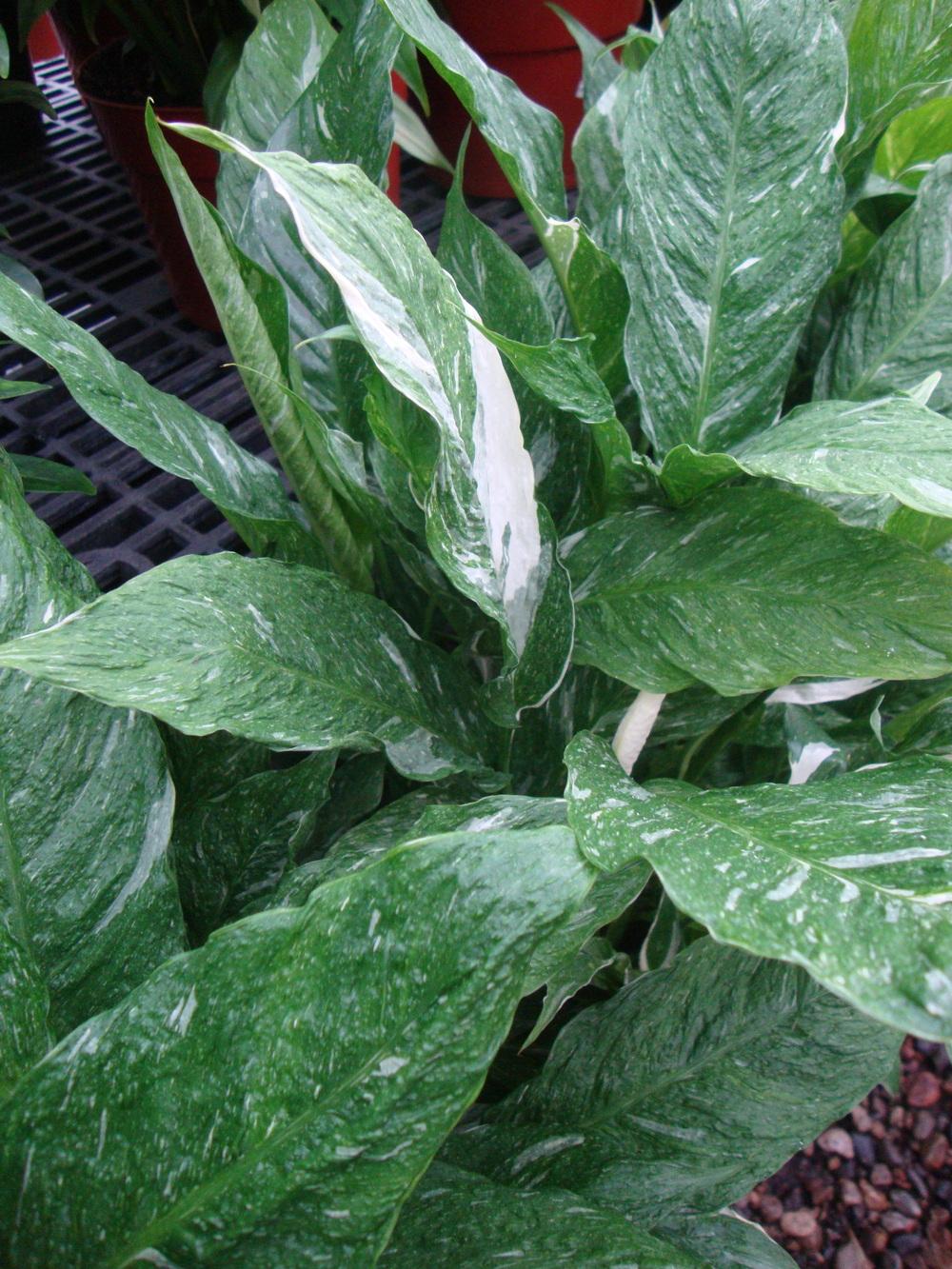 Photo of Peace Lily (Spathiphyllum 'Domino') uploaded by Paul2032