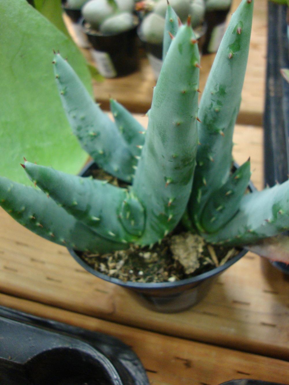 Photo of Flat-Flowered Aloe (Aloe marlothii) uploaded by Paul2032