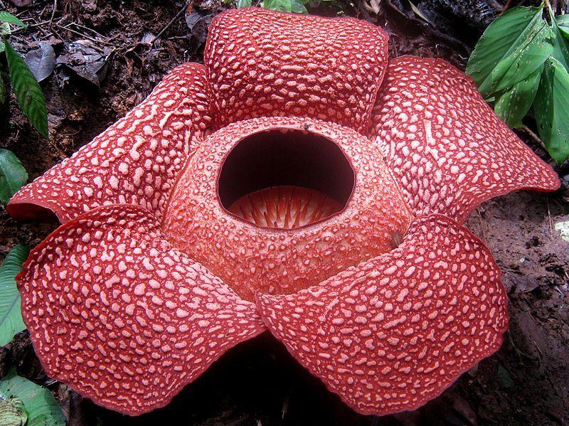 Photo of Corpse Flower (Rafflesia arnoldii) uploaded by SongofJoy
