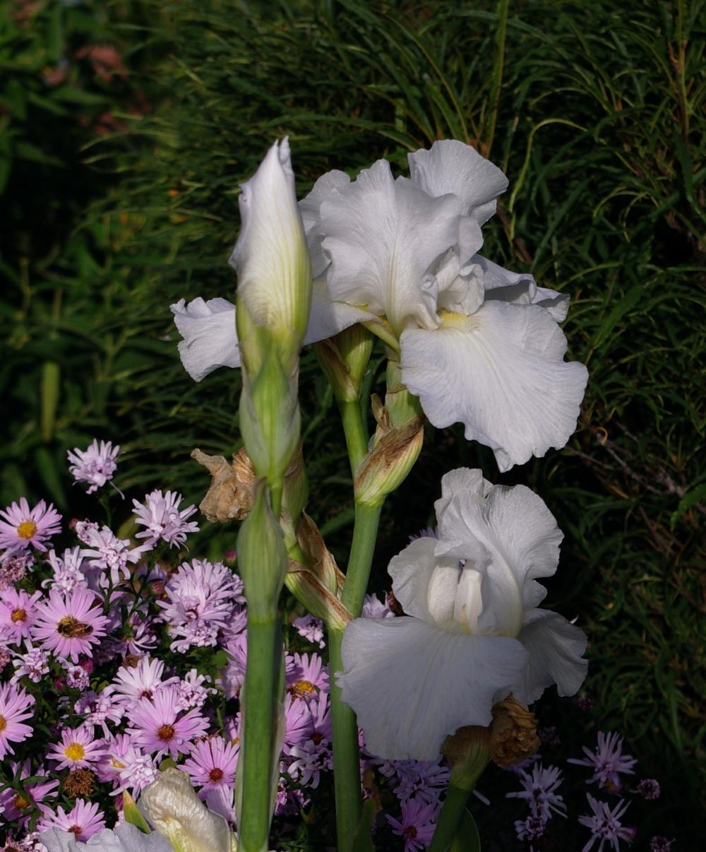 Photo of Tall Bearded Iris (Iris 'Immortality') uploaded by dirtdorphins
