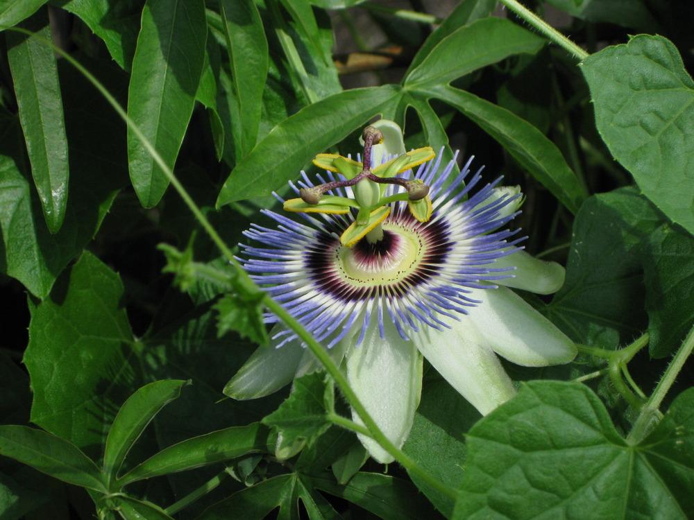 Photo of Blue Passion Flower (Passiflora caerulea) uploaded by joygirl