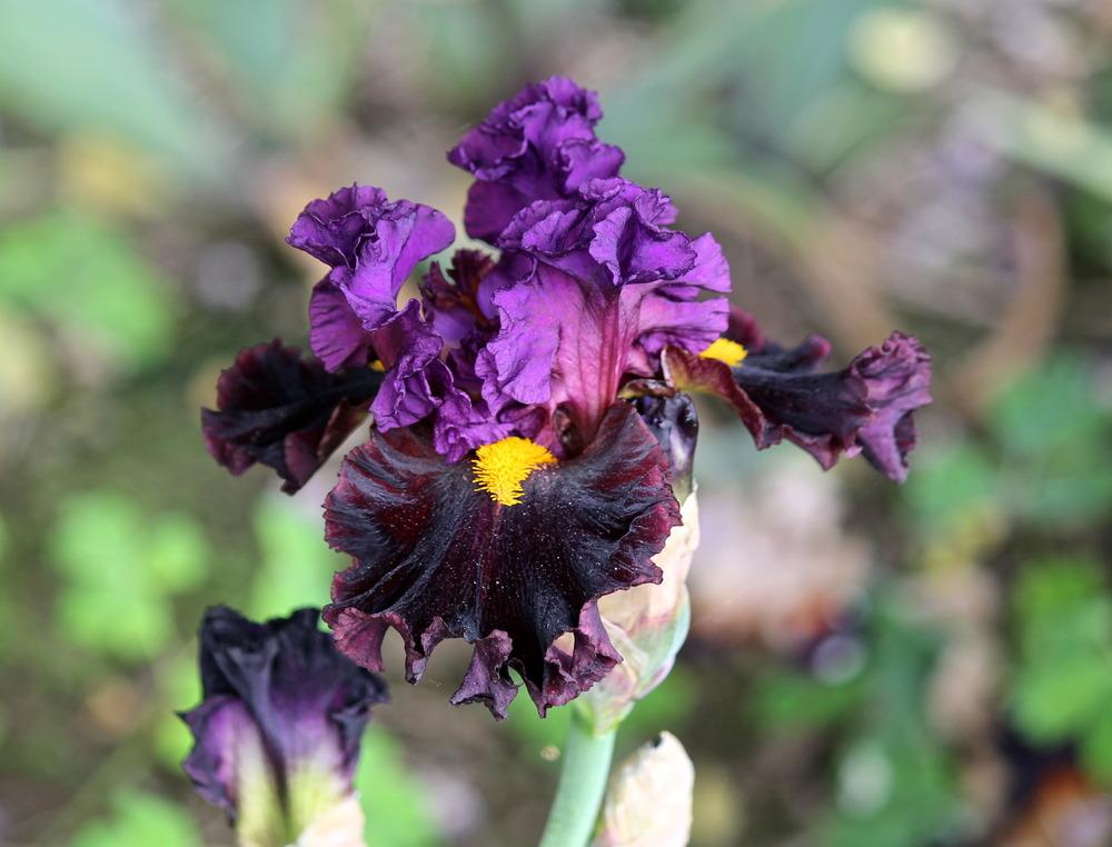 Photo of Tall Bearded Iris (Iris 'Naughty Nights') uploaded by ARUBA1334
