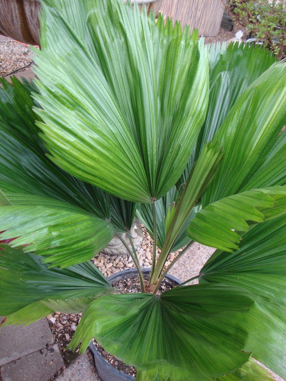 Photo of Ruffled Fan Palm (Licuala grandis) uploaded by Paul2032