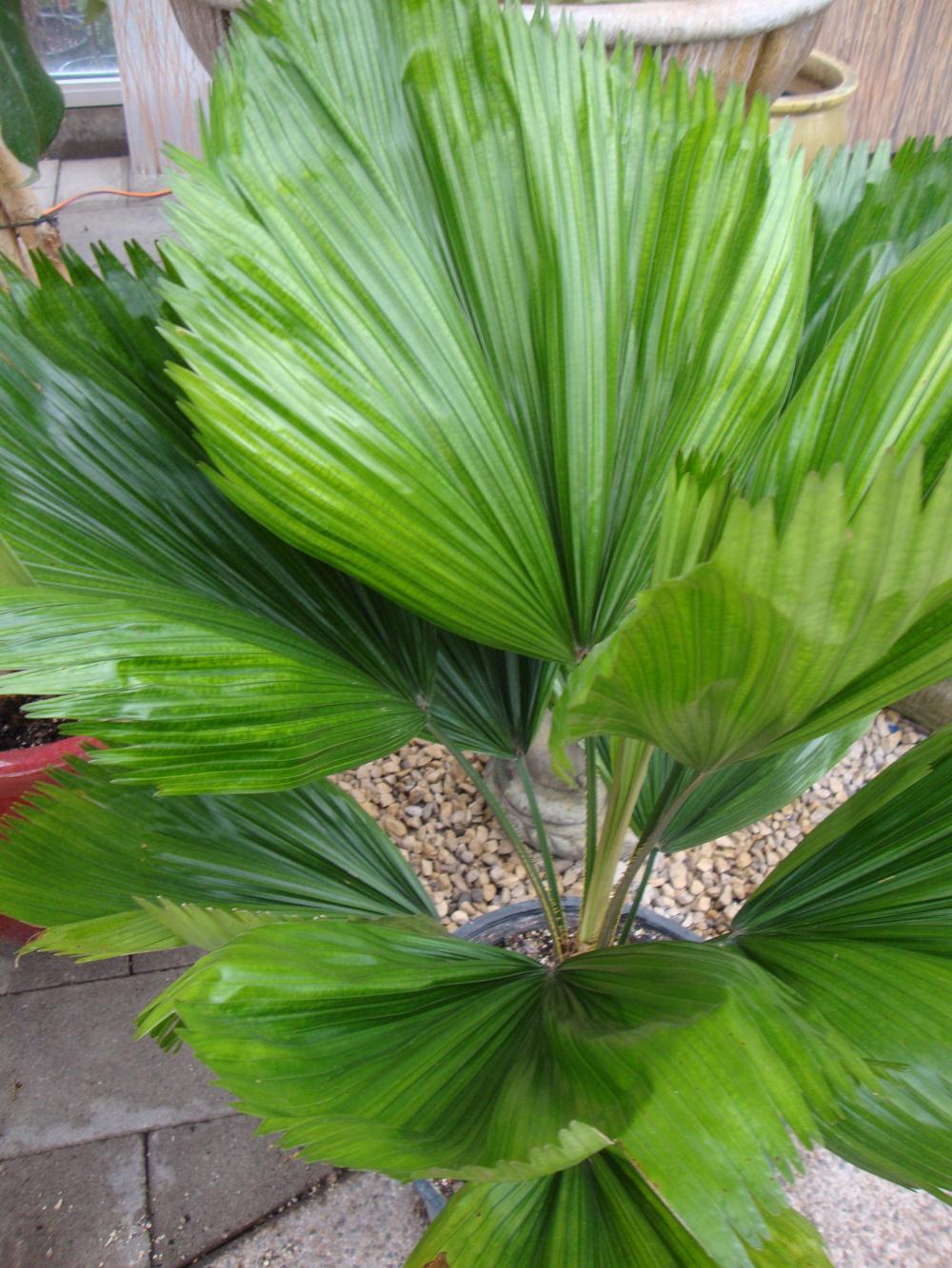 Photo of Ruffled Fan Palm (Licuala grandis) uploaded by Paul2032