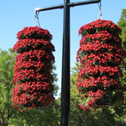 Location: MOBOT -   St Louis
Date: 2009-09-29
tiered Hanging Basket