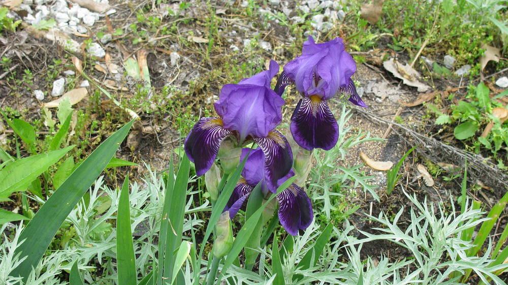 Photo of Irises (Iris) uploaded by jmorth