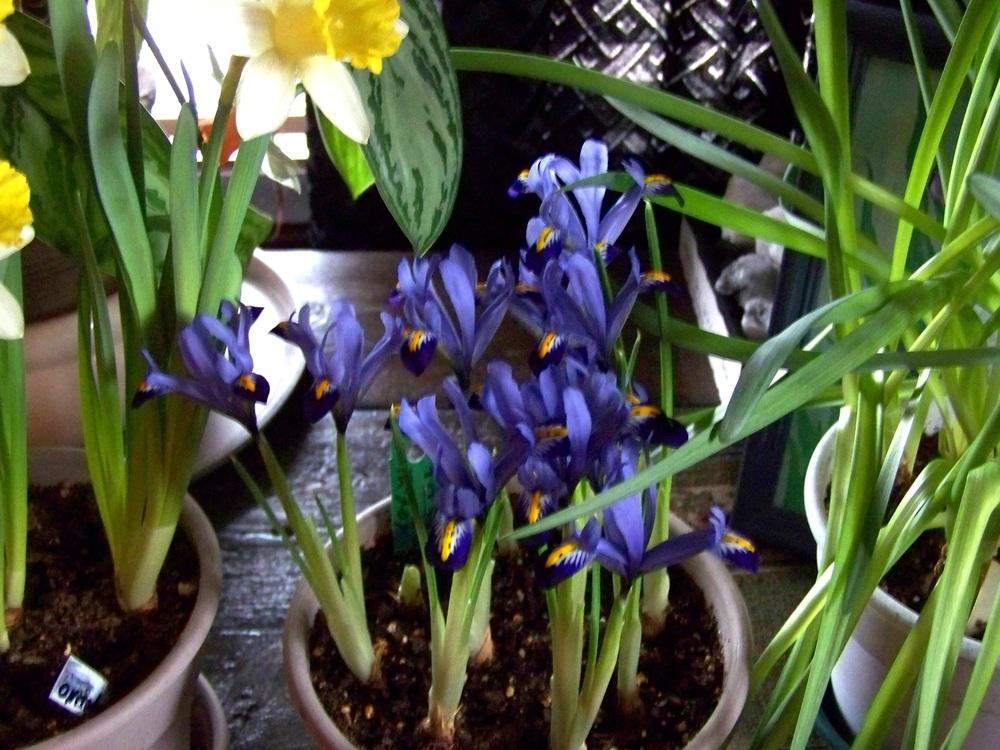 Photo of Reticulated Iris (Iris reticulata) uploaded by jmorth