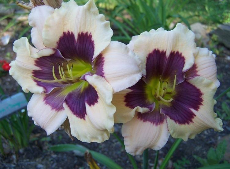 Photo of Daylily (Hemerocallis 'Westbourne Easter Egg Hunt') uploaded by pixie62560