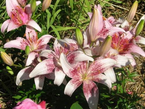 Photo of Lily (Lilium 'Dot Com') uploaded by Calif_Sue