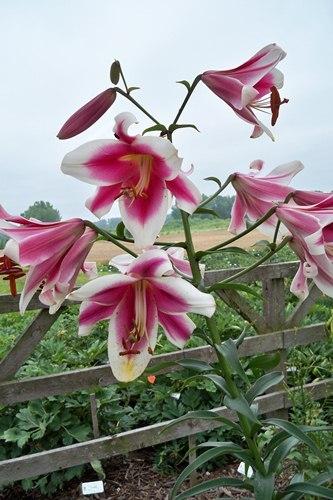 Photo of Lily (Lilium 'Friso') uploaded by Calif_Sue