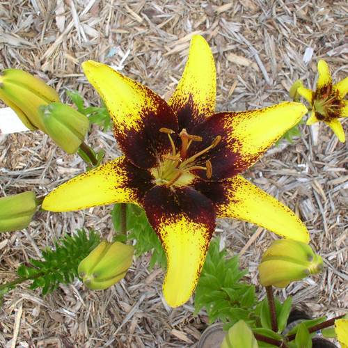 Photo of Lily (Lilium 'Tigerplay') uploaded by Calif_Sue