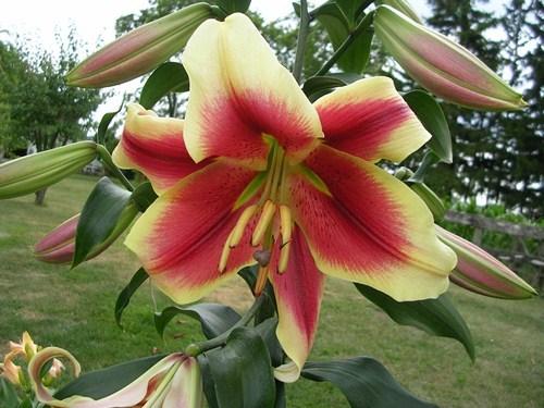 Photo of Lily (Lilium 'Holland Beauty') uploaded by Calif_Sue