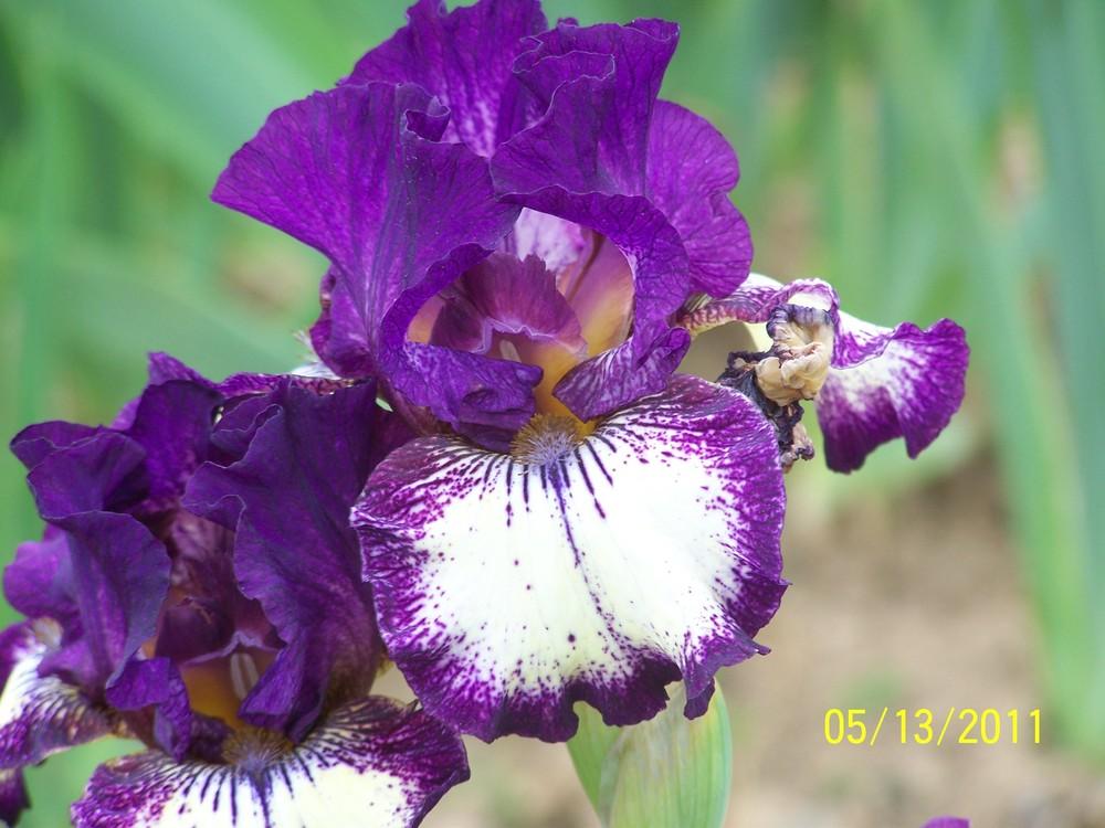 Photo of Intermediate Bearded Iris (Iris 'Spiked') uploaded by Misawa77