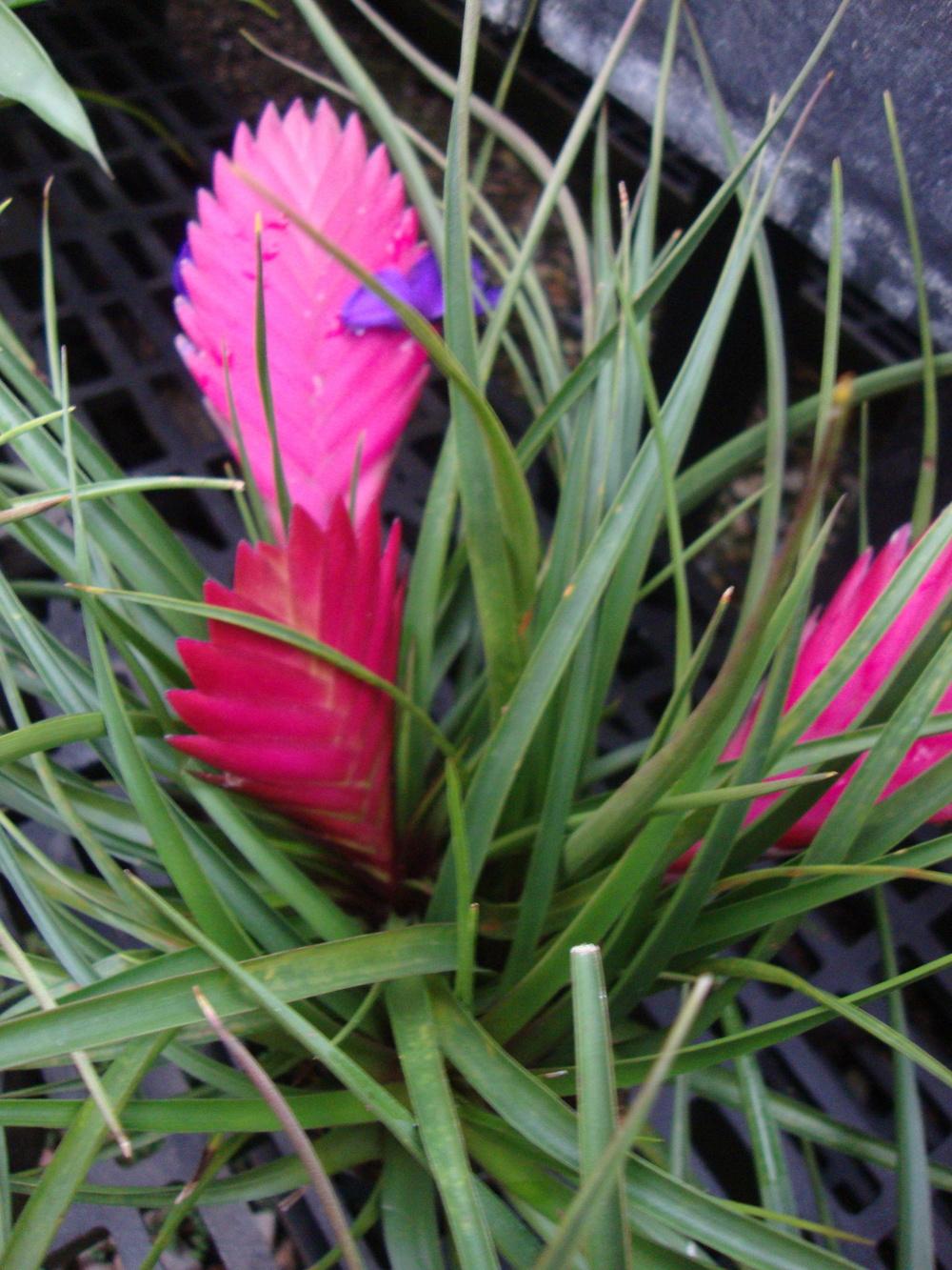 Photo of Pink Quill (Wallisia cyanea) uploaded by Paul2032