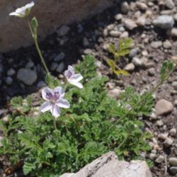 Location: My Garden, Utah
Date: 2013-07-04
Erodium petraeum ssp. crispum
