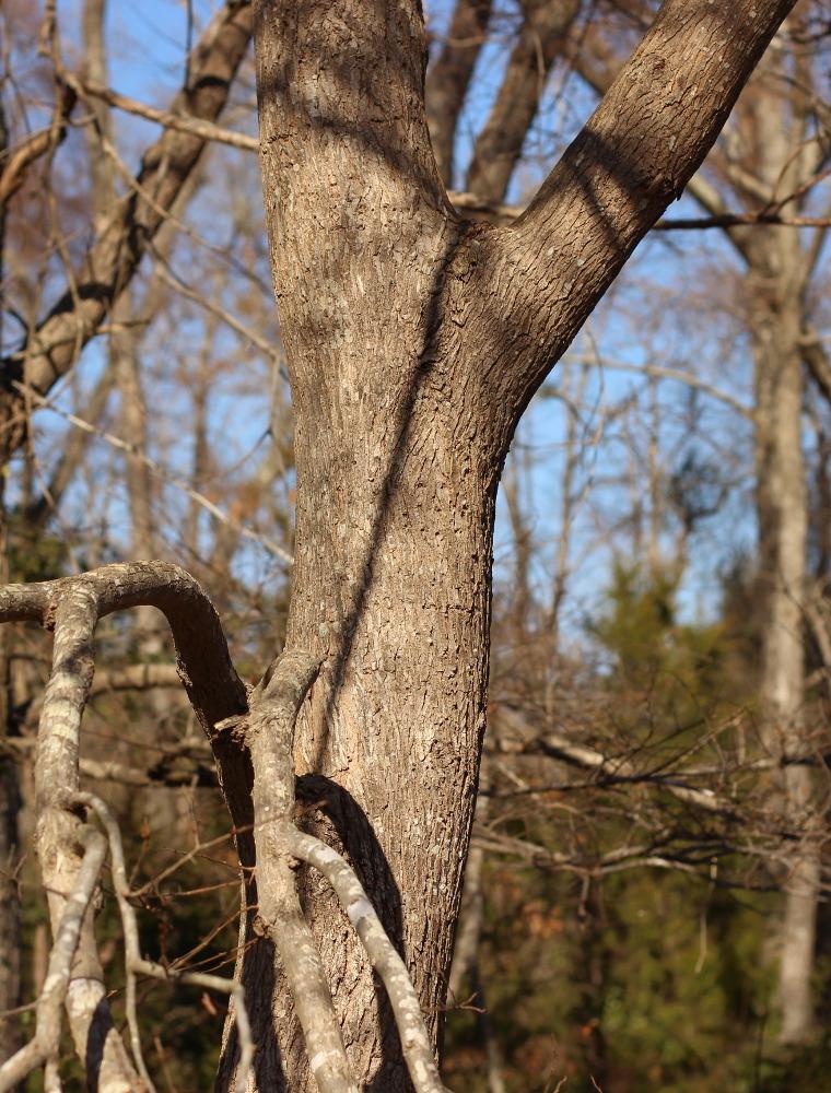 Photo of American Elm (Ulmus americana) uploaded by dave