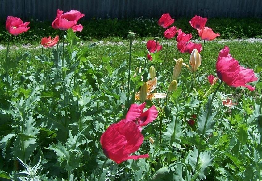 Photo of Opium Poppy (Papaver somniferum) uploaded by jmorth