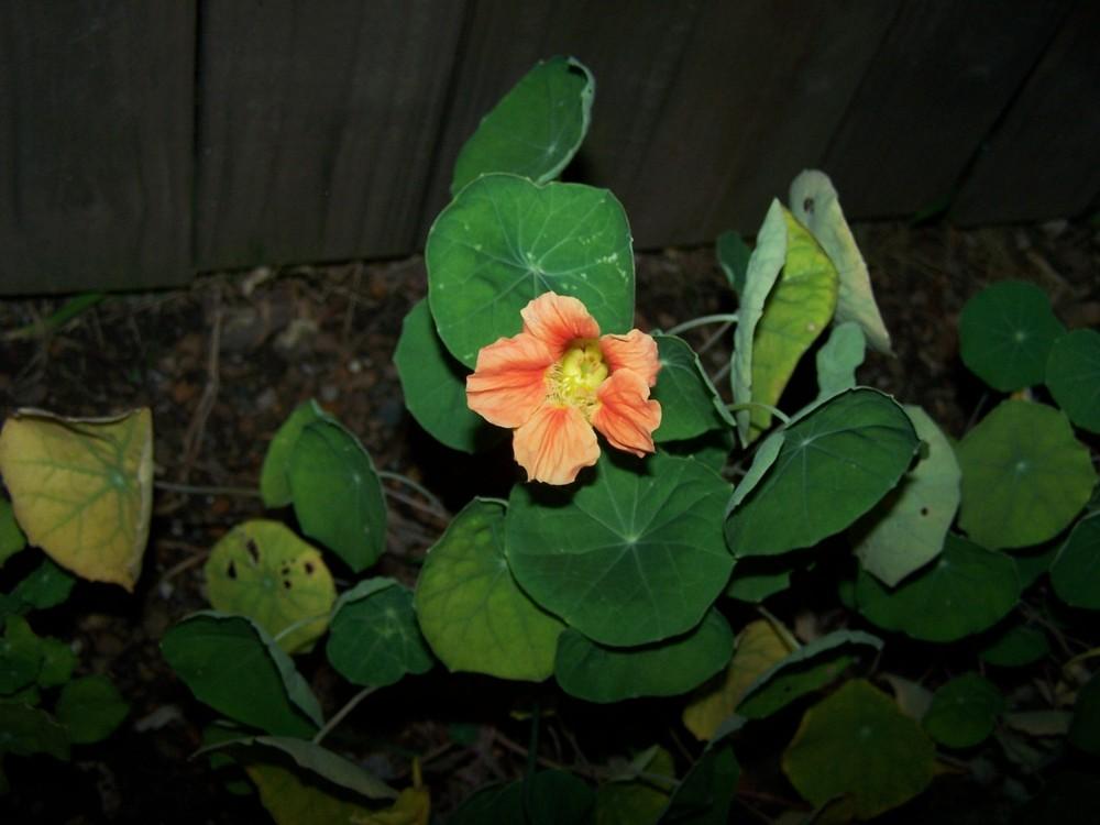 Photo of Garden Nasturtiums (Tropaeolum majus) uploaded by jmorth