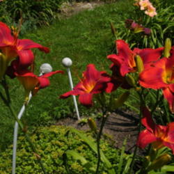 Location: In my garden.
Date: 2011-07-14