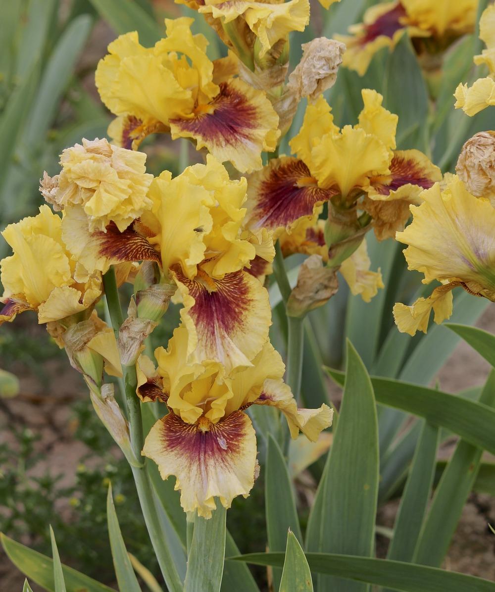 Photo of Tall Bearded Iris (Iris 'Cornbread n'Honey') uploaded by ARUBA1334