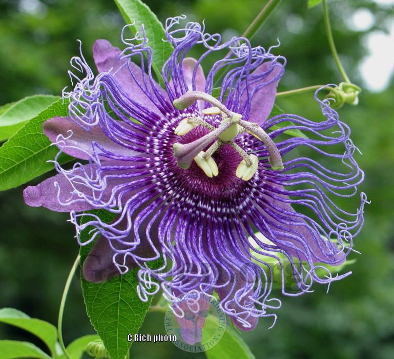 Photo of Passion Flower (Passiflora 'Incense') uploaded by Char