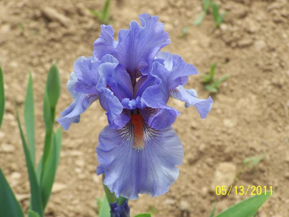 Photo of Intermediate Bearded Iris (Iris 'Fire in the Sky') uploaded by Misawa77