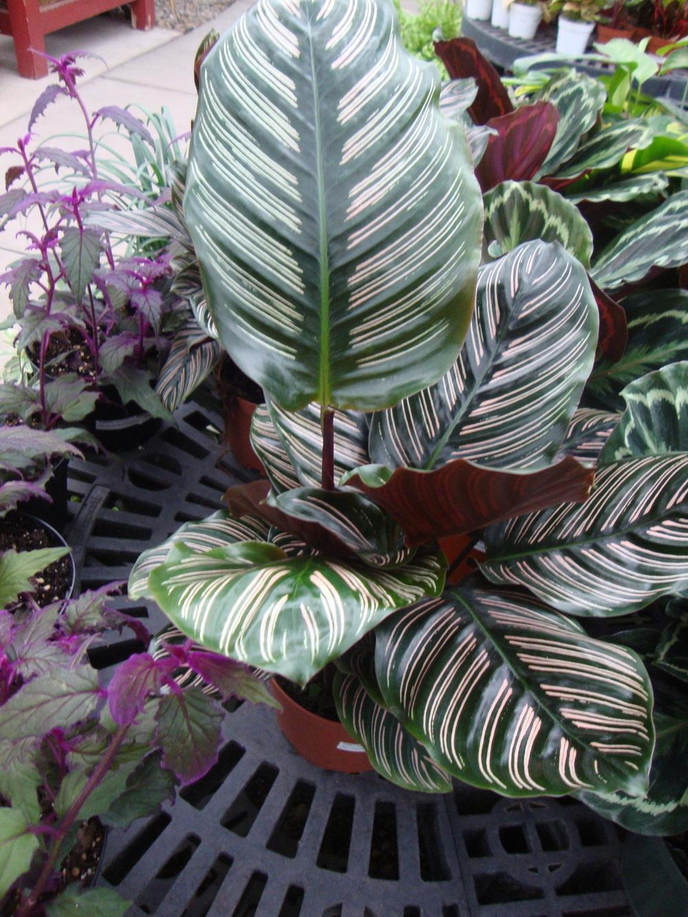 Photo of Pin Stripe Plant (Goeppertia ornata) uploaded by Paul2032