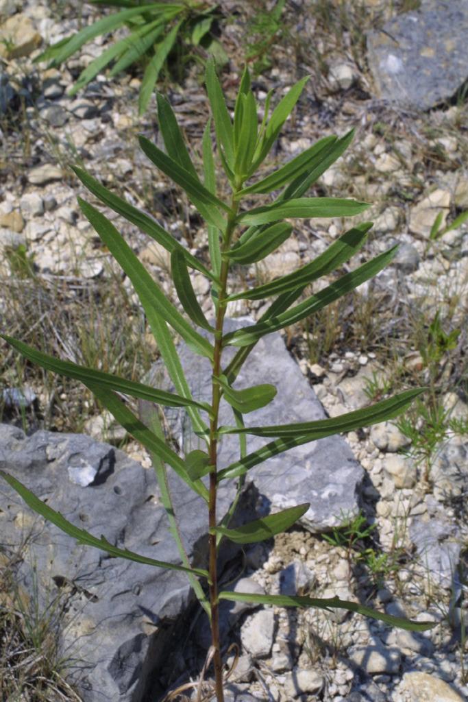 Photo of Gum Plant (Grindelia lanceolata) uploaded by SongofJoy