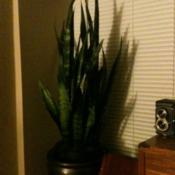 My snake plant set in the pot it will be moving to.  