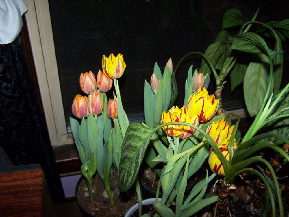 Photo of Tulips (Tulipa) uploaded by jmorth