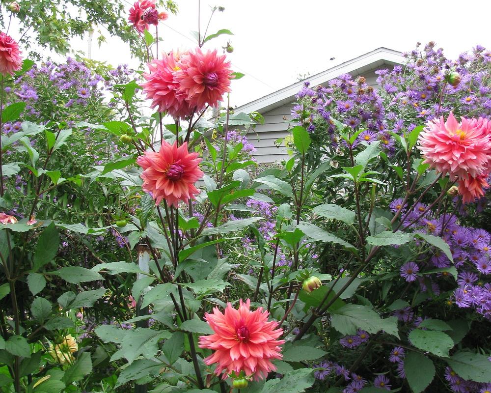 Photo of Dahlia 'Sonic Bloom' uploaded by jmorth