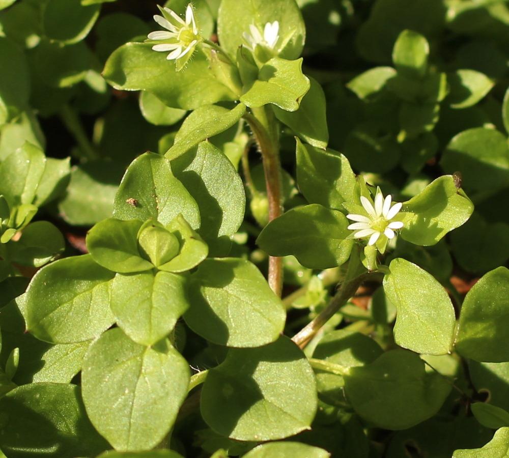 Photo of Chickweed (Stellaria media) uploaded by dave
