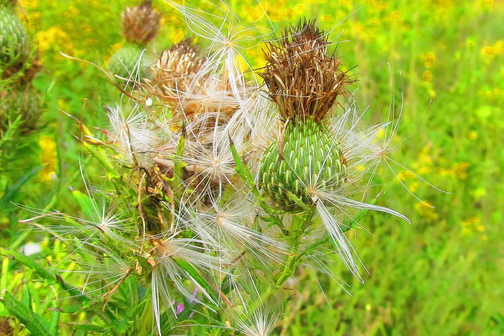 Photo of Bull Thistle (Cirsium vulgare) uploaded by jmorth
