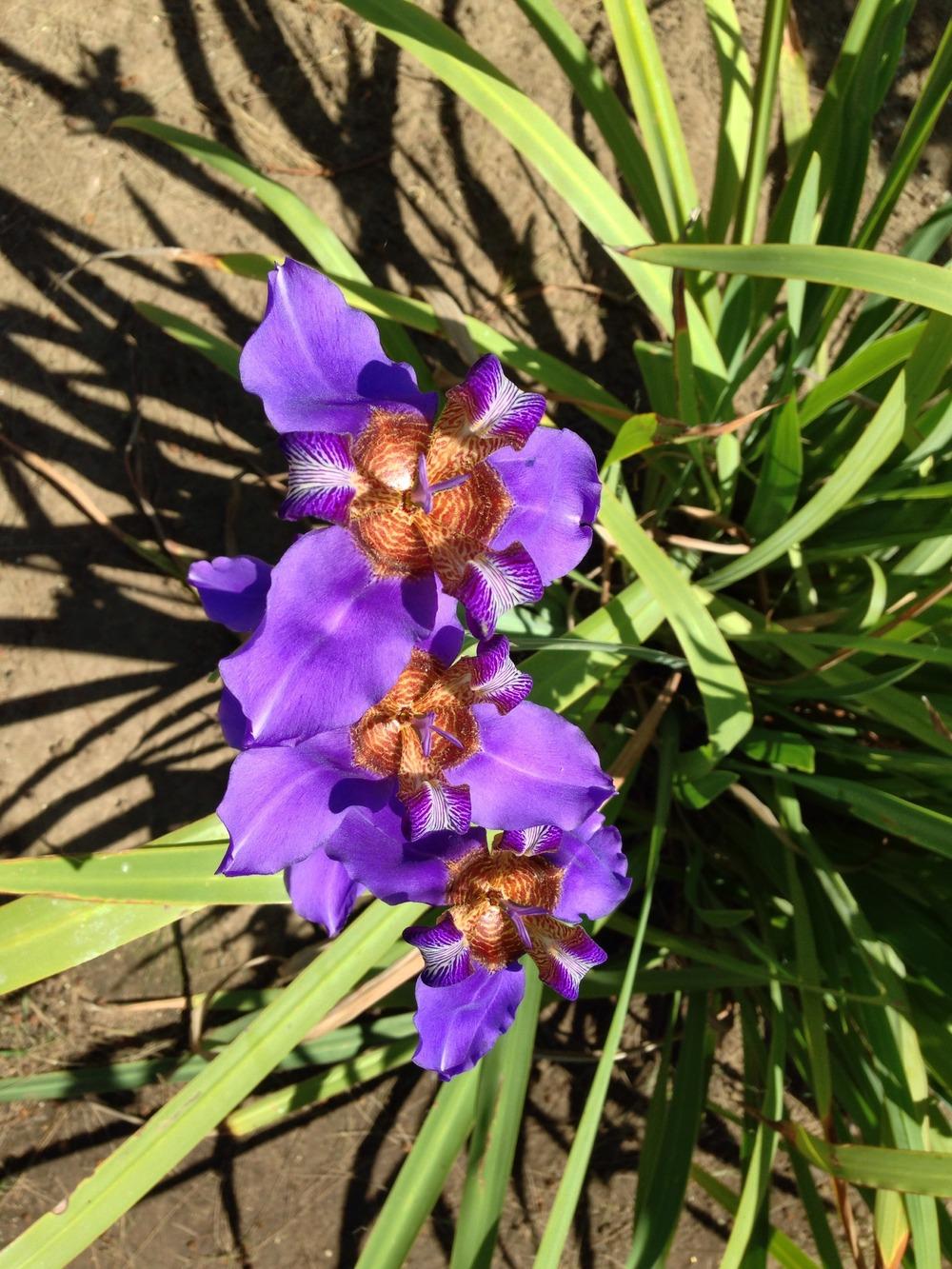 Photo of Walking Iris (Trimezia coerulea) uploaded by HamiltonSquare