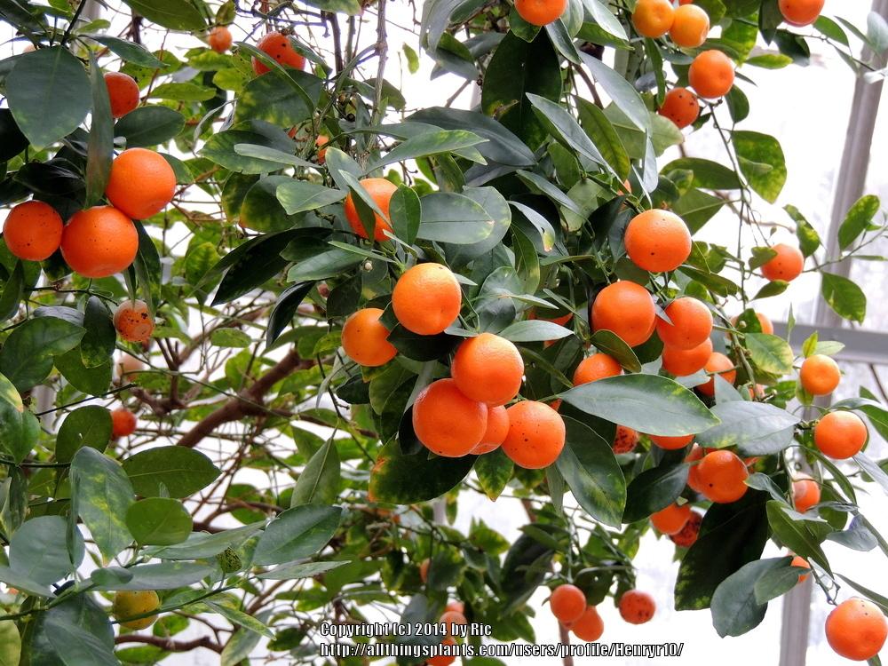 Photo of Calamondin Orange (Citrus x microcarpa) uploaded by Henryr10