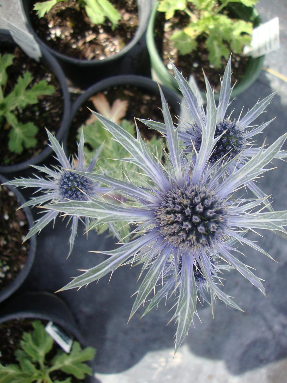 Photo of Sea Holly (Eryngium 'Sapphire Blue') uploaded by Paul2032