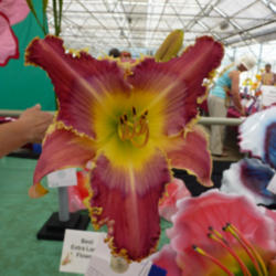 Location: Michigan
Date: 2013-07-15
Winner of Best Large at 2013 Southern Michigan Daylily Society Ex