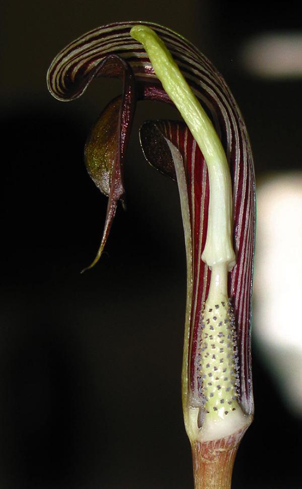 Photo of Cobra Lily (Arisaema ringens) uploaded by eclayne