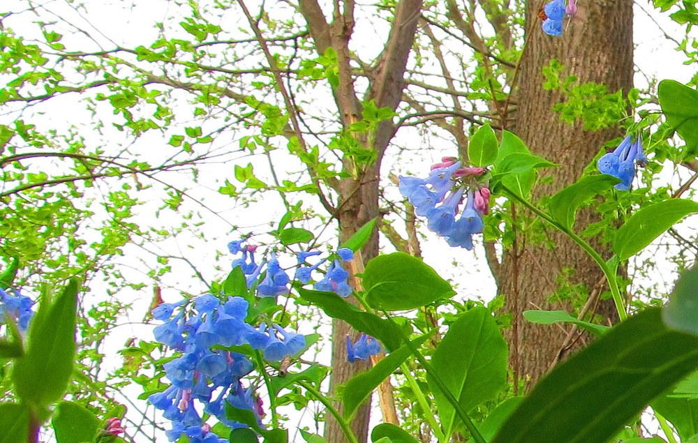 Photo of Virginia Bluebells (Mertensia virginica) uploaded by jmorth