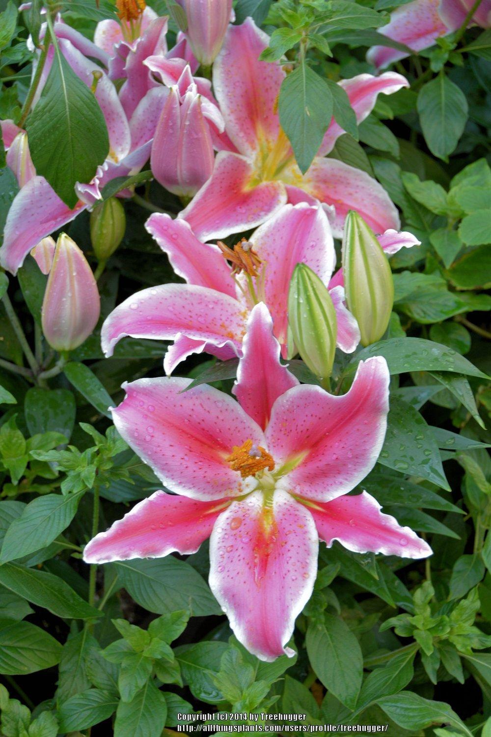 Photo of Lily (Lilium Lily Looks™ After Eight) uploaded by treehugger