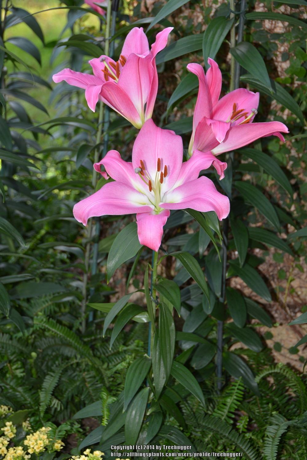 Photo of Lily (Lilium 'Tabledance') uploaded by treehugger