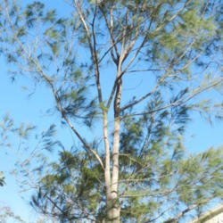 Location: Macleay Island, Queensland, Australia
Date: 2014-02-16
Major food tree for the Glossy Black-Cockatoo Calyptorhynchus lat
