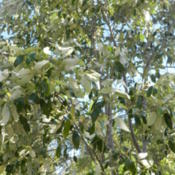 Soap Tree, leaves have a high saponin content, used to froth wate