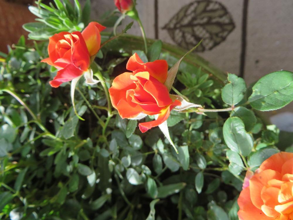 Photo of Rose (Rosa 'Orange Honey') uploaded by JulieB